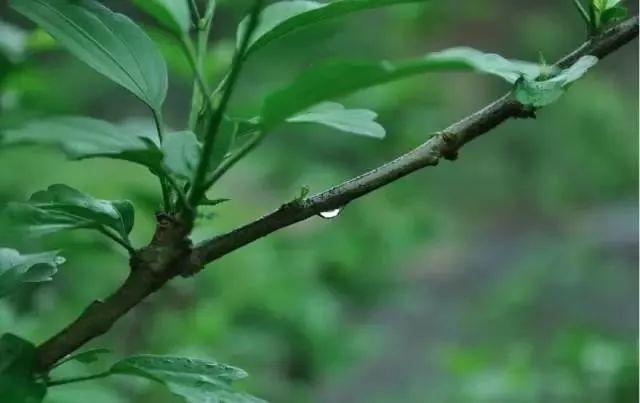 雨水-春雨至,万物生--易造防雷